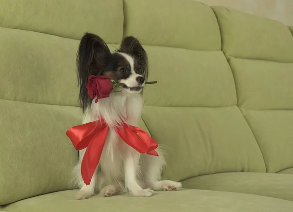 Dog Papillon mantém rosa vermelha em sua boca no amor no dia dos namorados — Fotografia de Stock