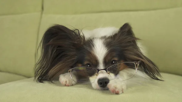 Собака Папійон в окулярах лежить на дивані на лапах і думає: — стокове фото