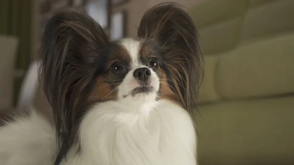 Beautiful male dog Papillon in living room — Stock Photo, Image