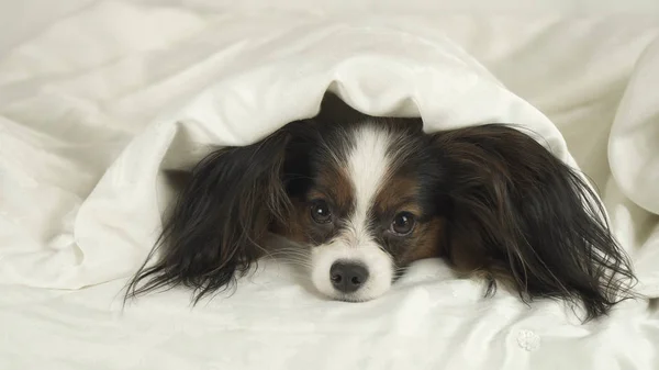 Dog Papillon crawls out from under the blankets and jumps off bed — Stock Photo, Image