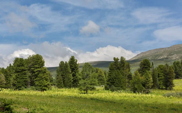Piękne lato krajobraz na szczycie góry Ałtajskiego. — Zdjęcie stockowe