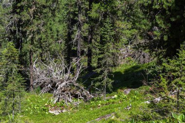 Eski kuru kırılmış ağaçlar iğne yapraklı orman içinde yatıyordu. Altay Kray.