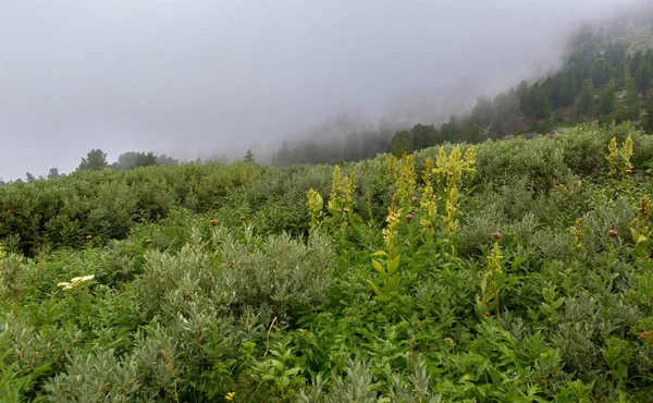 Άγρια βλάστηση στην ομίχλη στα βουνά Κράι Αλτάι. — Φωτογραφία Αρχείου