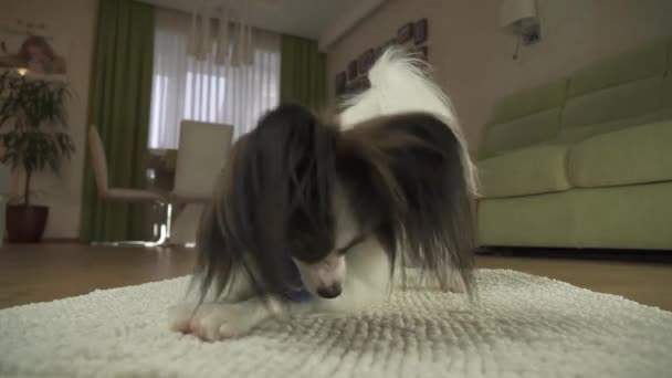 Собака Papillon играть с мячом на ковре в гостиной складе видео — стоковое видео