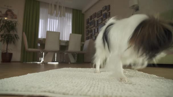 Hund Papillon spielt mit einem Ball auf einem Teppich im Wohnzimmer — Stockvideo