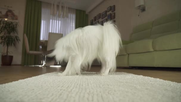 Hund Papillon spielt mit einem Ball auf einem Teppich im Wohnzimmer — Stockvideo