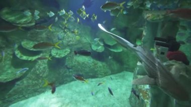 Legoland bir denizaltı stok görüntüleri video Dubai parklar ve tatil köyleri, macera