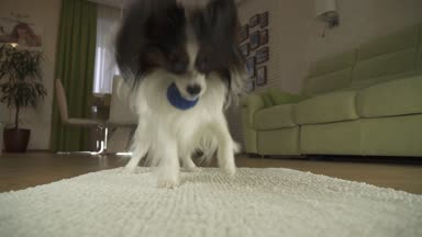 Oturma odası stok görüntüleri video bir halıya bir top oynamaktan köpek Papillon