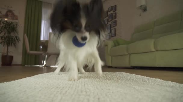 Dog Papillon brincando com uma bola em um tapete na sala de estar imagens de vídeo — Vídeo de Stock