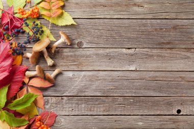 mantar ve renkli yaprakları