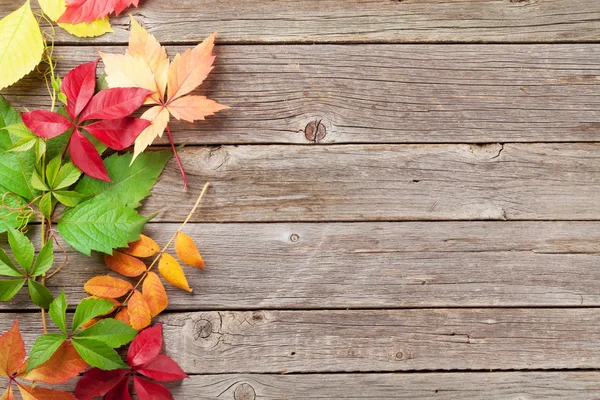 Podzimní barevné listí — Stock fotografie