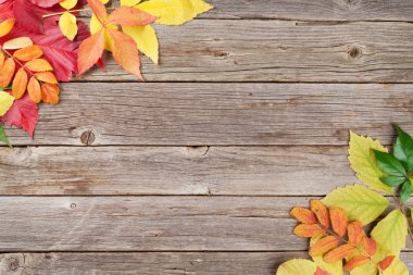 Renkli sonbahar yaprakları