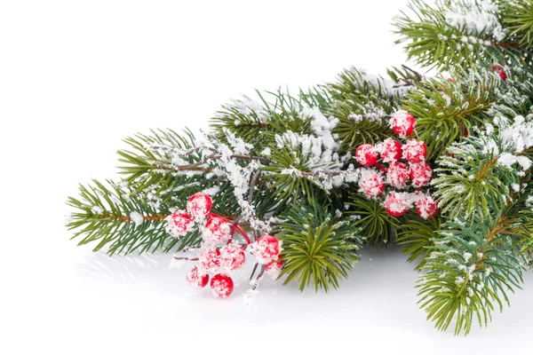 Rama de árbol de abeto de Navidad — Foto de Stock