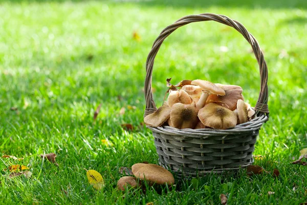 Cesta com cogumelos de outono — Fotografia de Stock