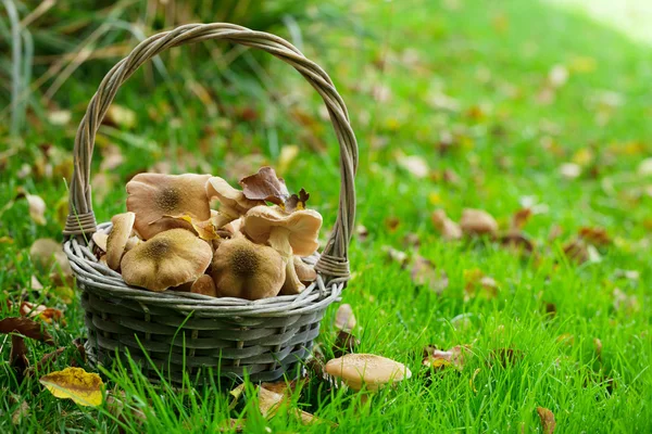 Basket with Autumn mushrooms — Stock Photo, Image