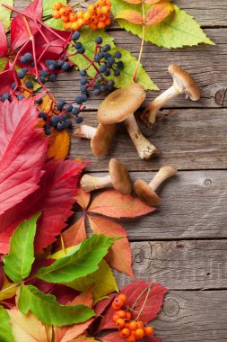 renkli sonbahar yaprakları