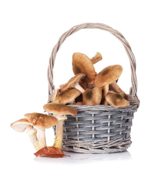 Autumn mushrooms basket — Stockfoto