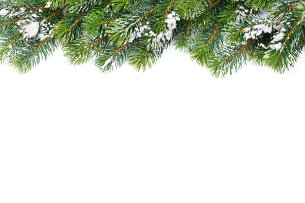 クリスマス緑のモミの木の枝 — ストック写真