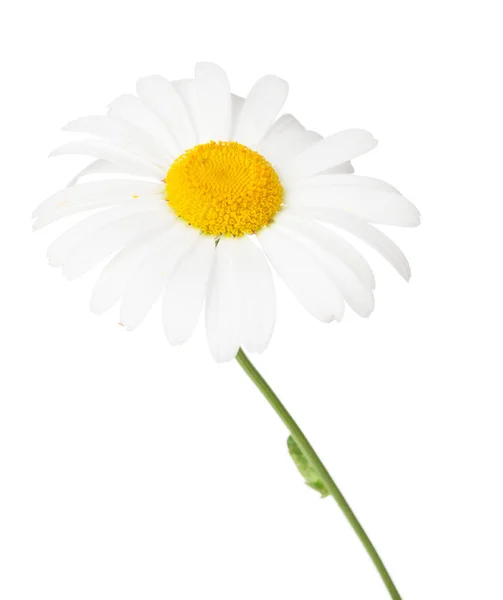 Margeriten-Kamillenblüte — Stockfoto