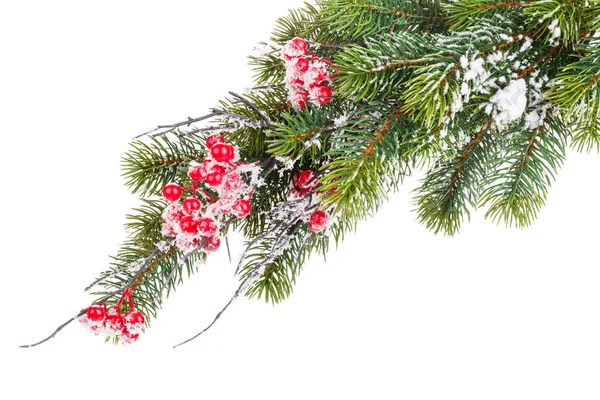 Vánoční strom jedle zasněžená s ovocem — Stock fotografie