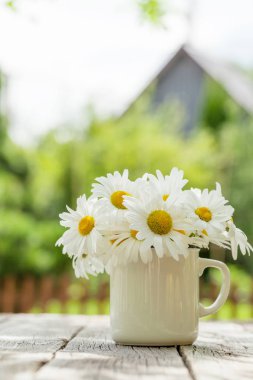 Papatya papatya çiçeği