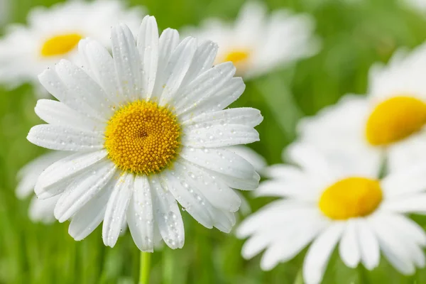 Kamille bloemen close-up — Stockfoto