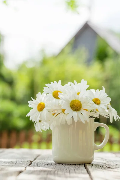 Daisy flori de musetel — Fotografie, imagine de stoc