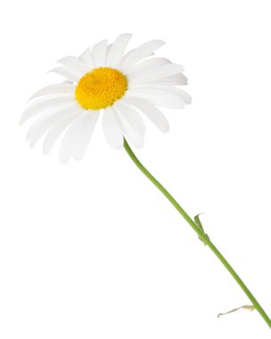 Papatya papatya çiçek