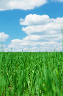 Yeşil Çimen ve Mavi Gökyüzü