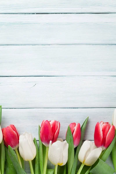 Barevné tulipány na modrém pozadí — Stock fotografie
