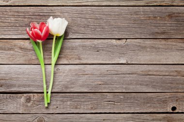 kırmızı ve beyaz laleler