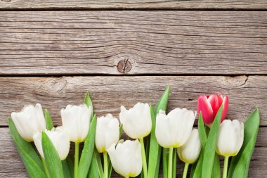 kırmızı ve beyaz laleler