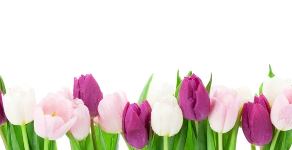 Tulipani colorati su sfondo bianco — Foto Stock