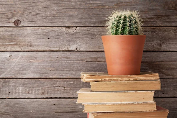 Kaktus na starych książek — Zdjęcie stockowe