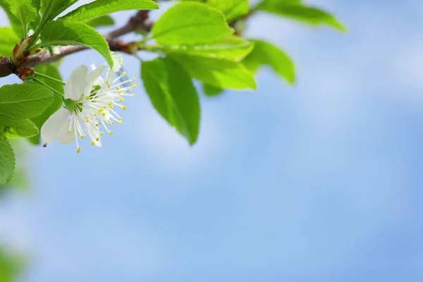 Bloesem voorjaar appelboom — Stockfoto