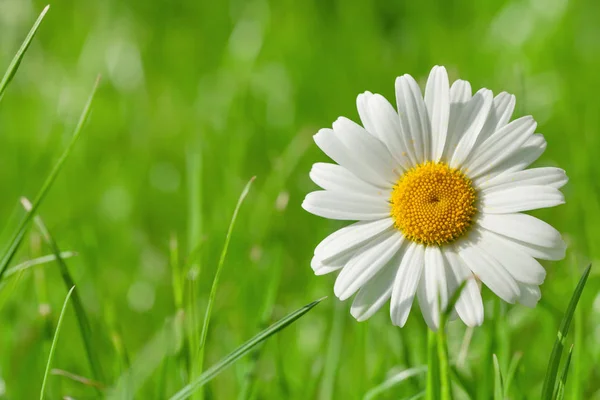 Chamomile flower on grass field — Stock Photo, Image