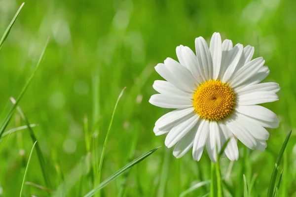 Kamillenblüte auf der Wiese — Stockfoto