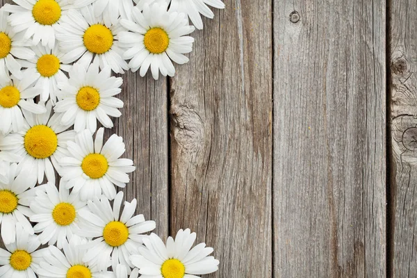 Kamille madeliefjebloemen — Stockfoto