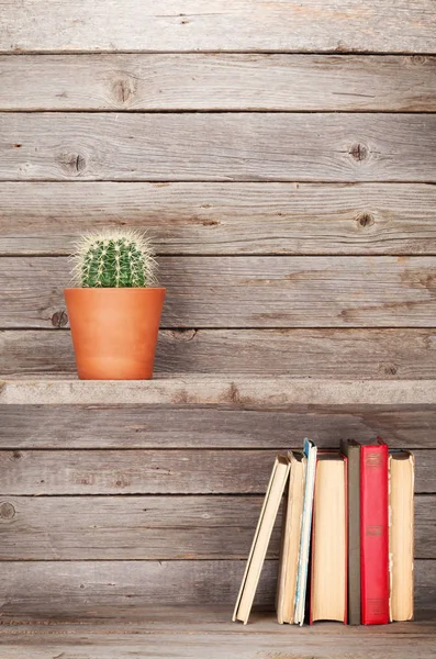 Old books and cactus plant — Stock Photo, Image