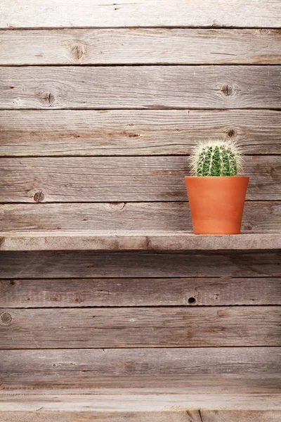 Planta de cactus en estante —  Fotos de Stock