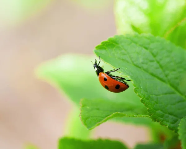 Joaninha em folhas verdes — Fotografia de Stock