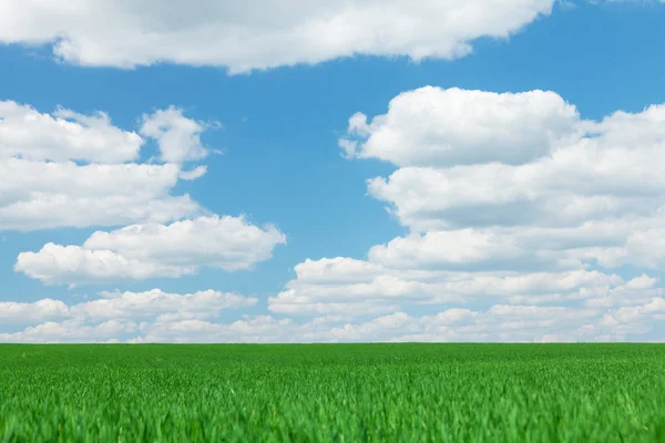 緑の野と青い空 — ストック写真