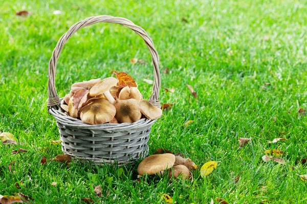 Cogumelos de outono em cesta — Fotografia de Stock