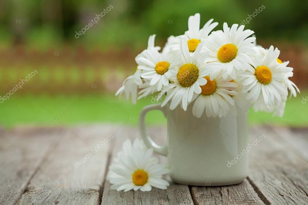 Daisy chamomile flowers — Stock Photo © karandaev 145580779