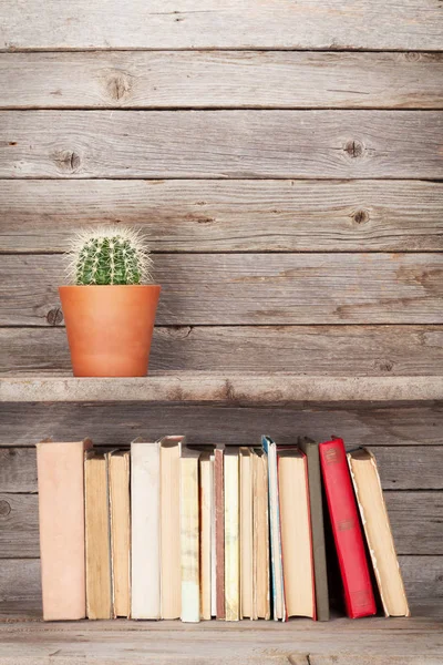 Vecchi libri e cactus — Foto Stock