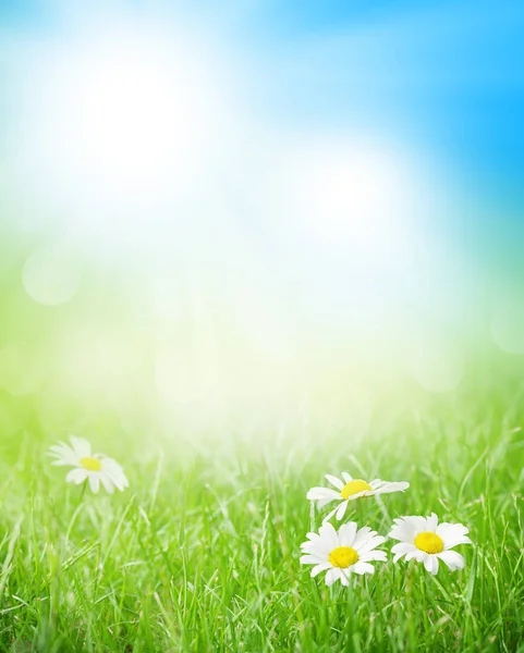 Květy heřmánku na travnaté hřiště — Stock fotografie