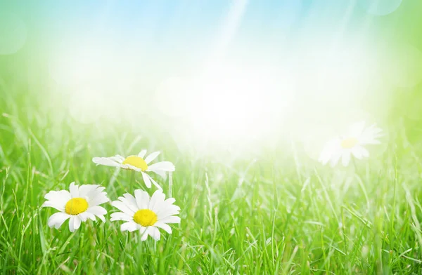 Chamomile flowers on grass field — Stock Photo, Image