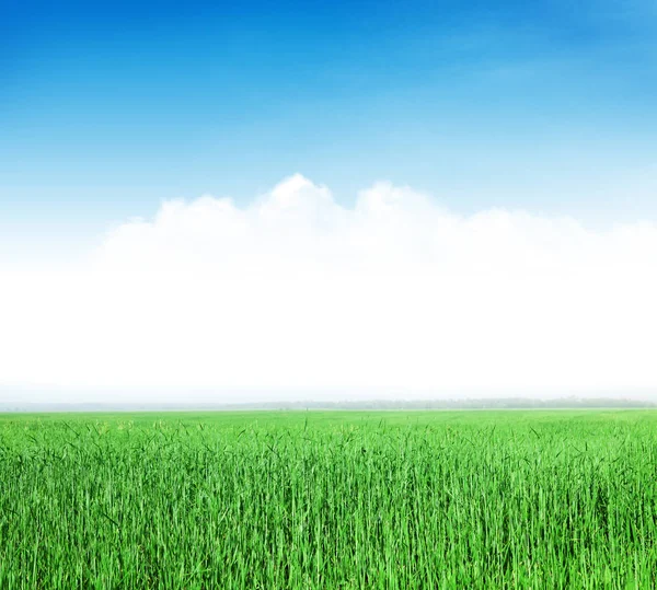 Voorjaar achtergrond met gras — Stockfoto