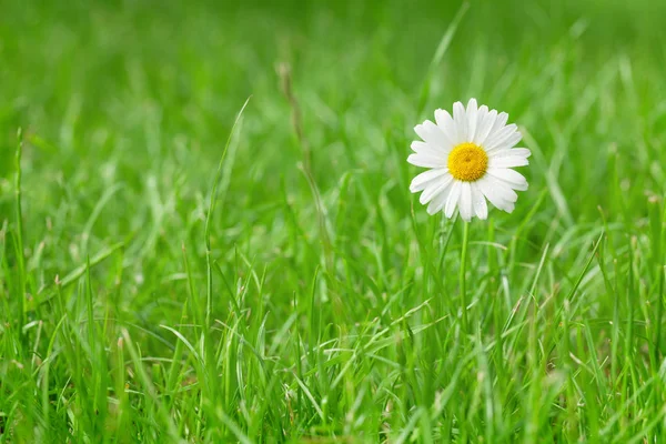 Chamomile flower on grass field — Stock Photo, Image