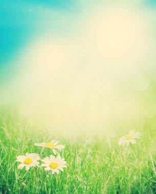 Papatya çiçeği çimenlerin üzerinde